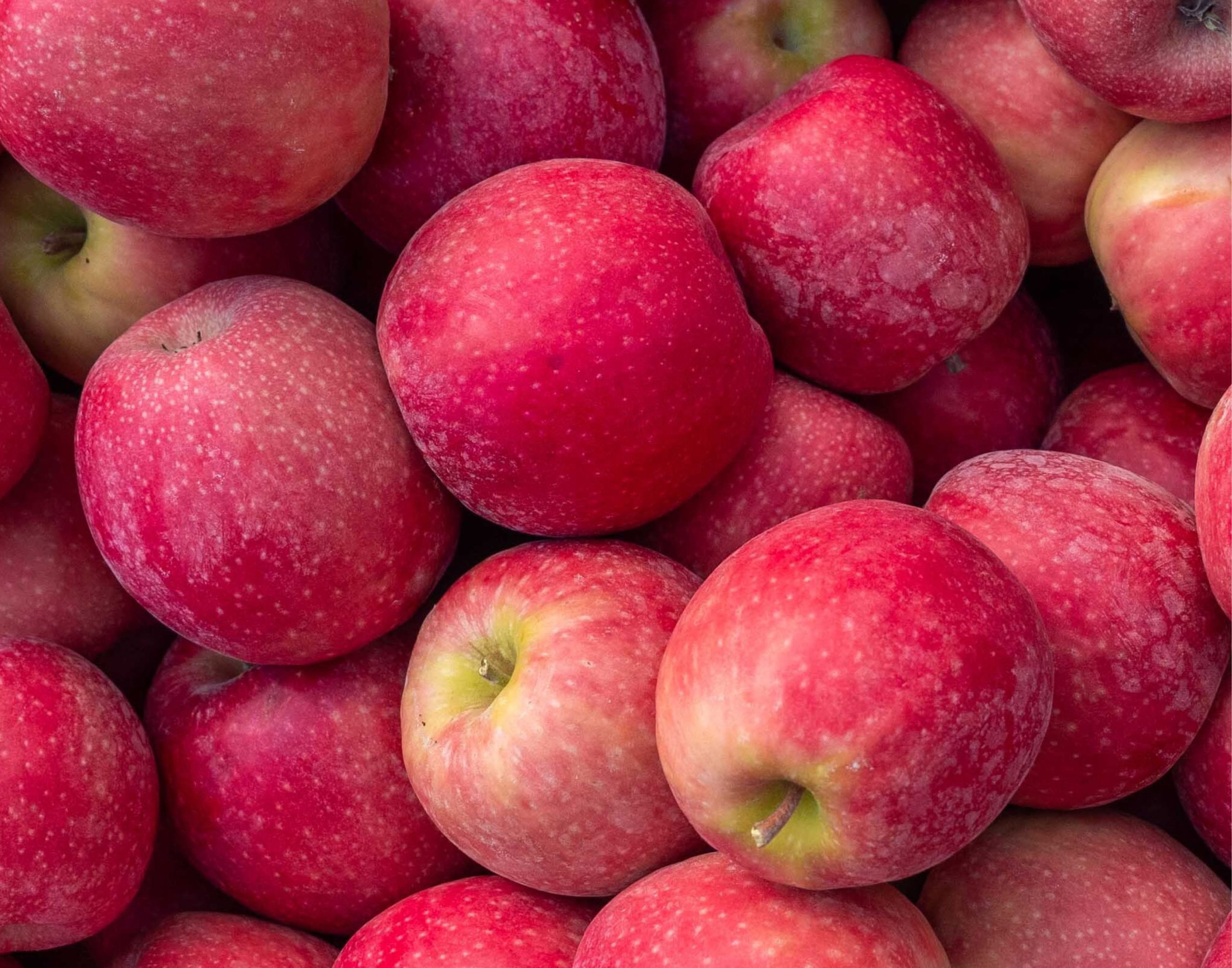 Pink Lady Apples